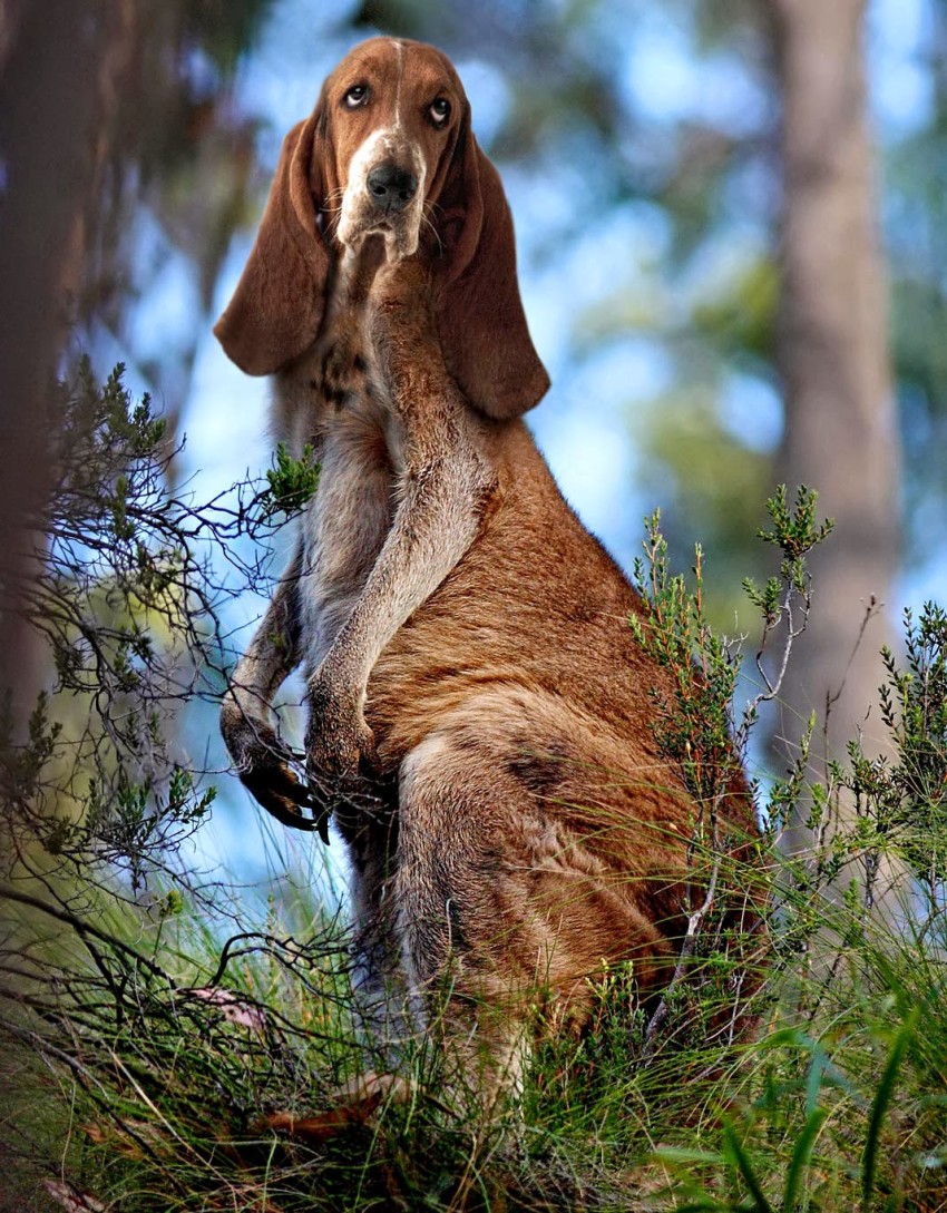 kangaroo dog