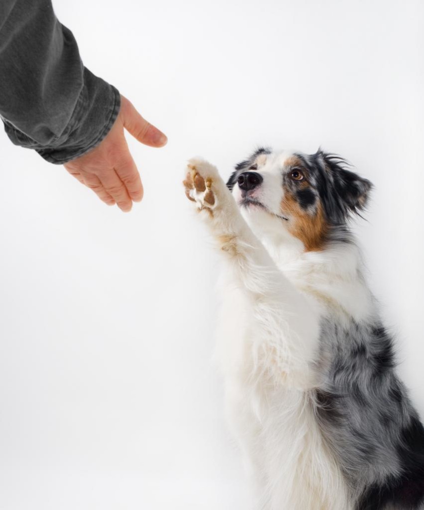 Dogs-Handshaking-With-Humans-2