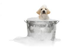 Seu cão fica estressado no banho?