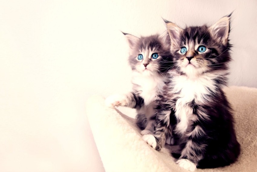 cute-kittens-full-hd-wallpapers-for-girls-new-hd-wallpapers-download